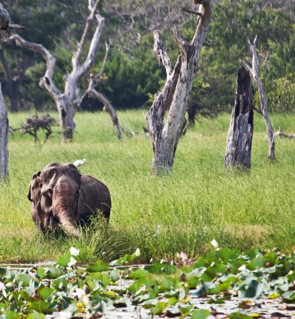 Yala National Park in Sri lanka