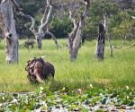 Yala National Park in Sri lanka