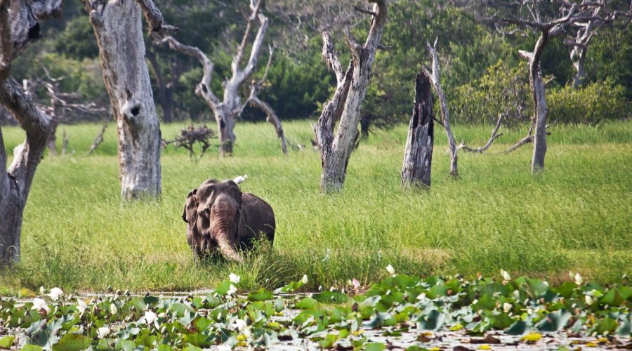 Yala National Park in Sri lanka